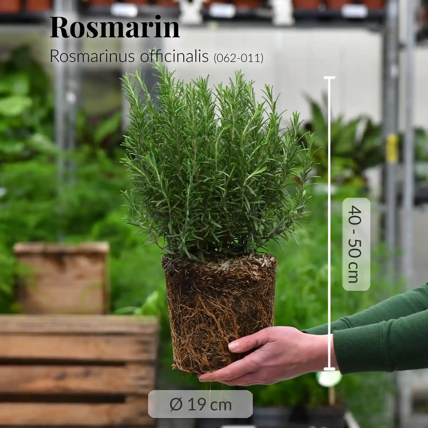 Rosmarin Busch