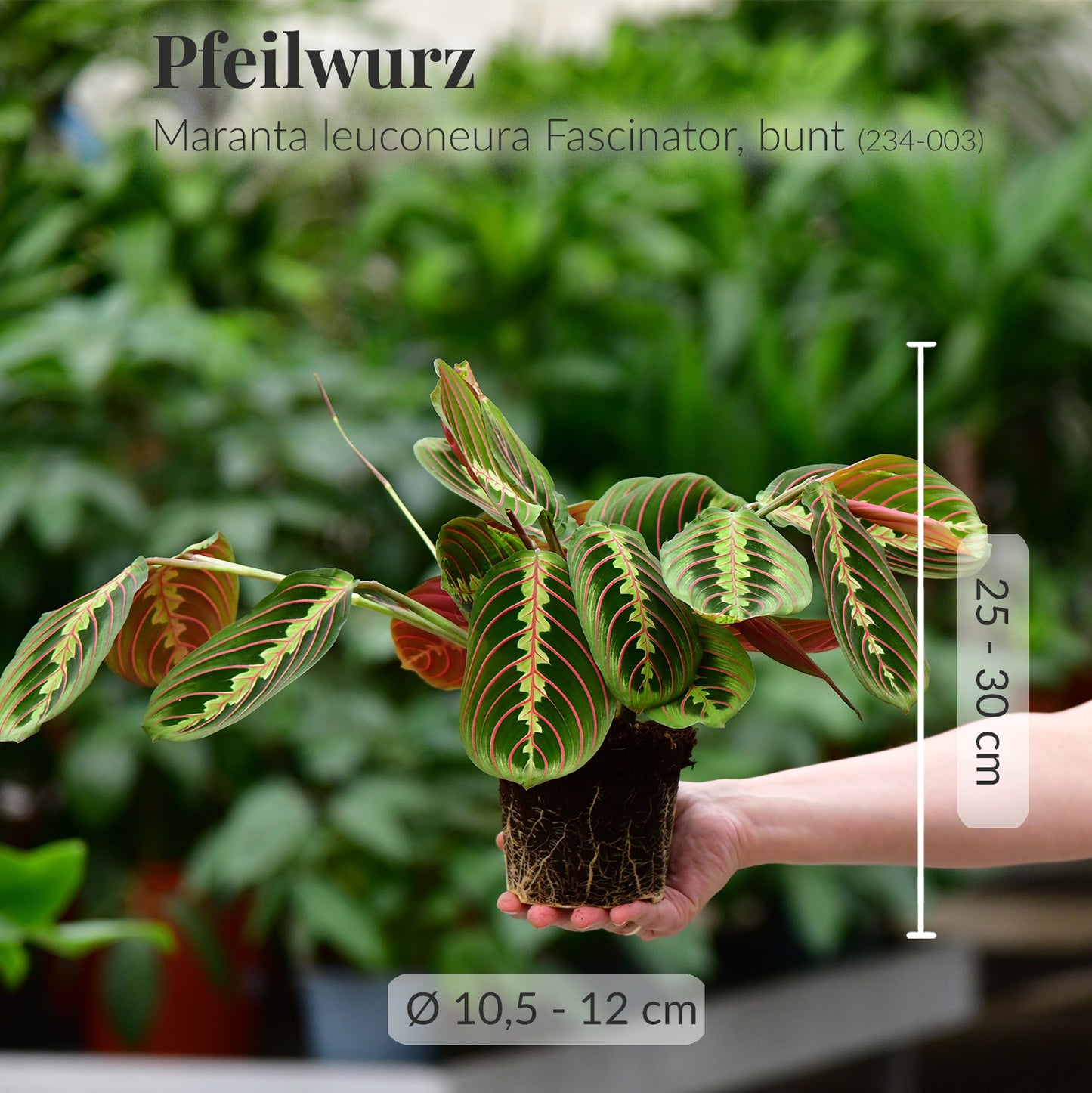 2er Box Marvelous Maranta´s