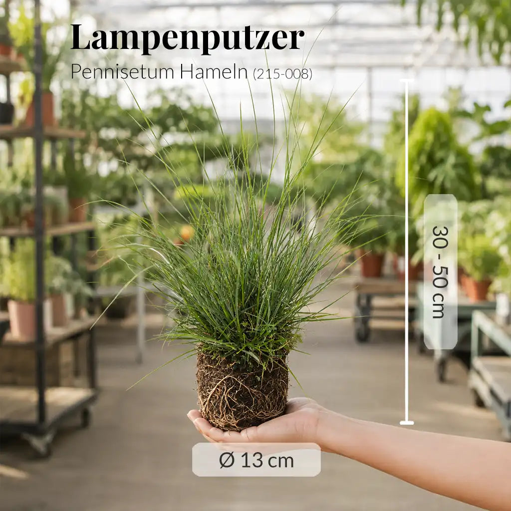 Gras Pennisetum Hameln in M