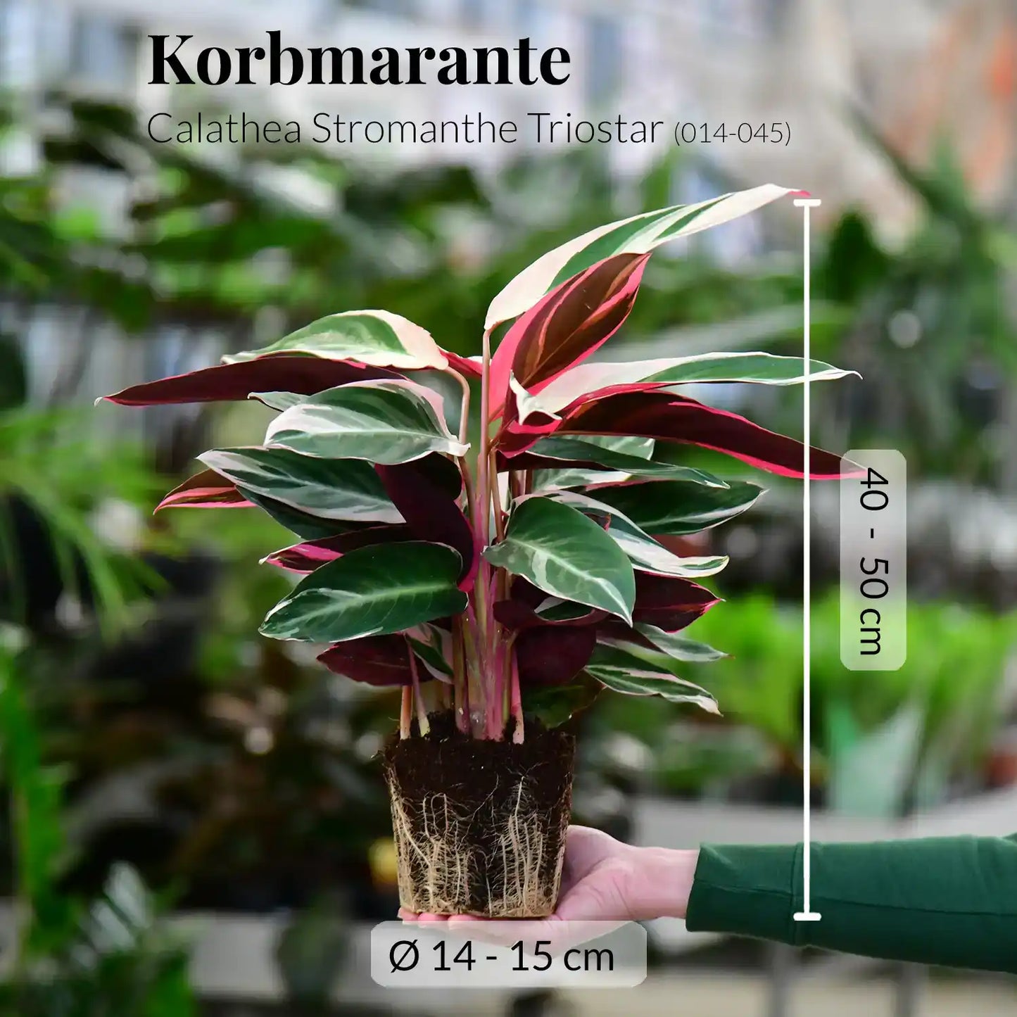 SPECIAL OFFER 3er Box Calathea Beauties