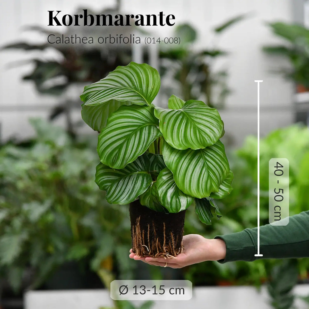 Calathea orbifolia mit gesunden Wurzeln direkt beim Gärtner