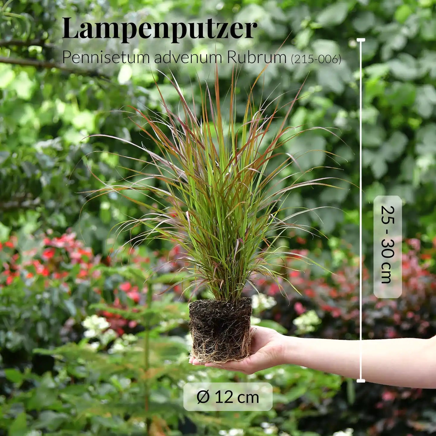 Gras Pennisetum Rubrum