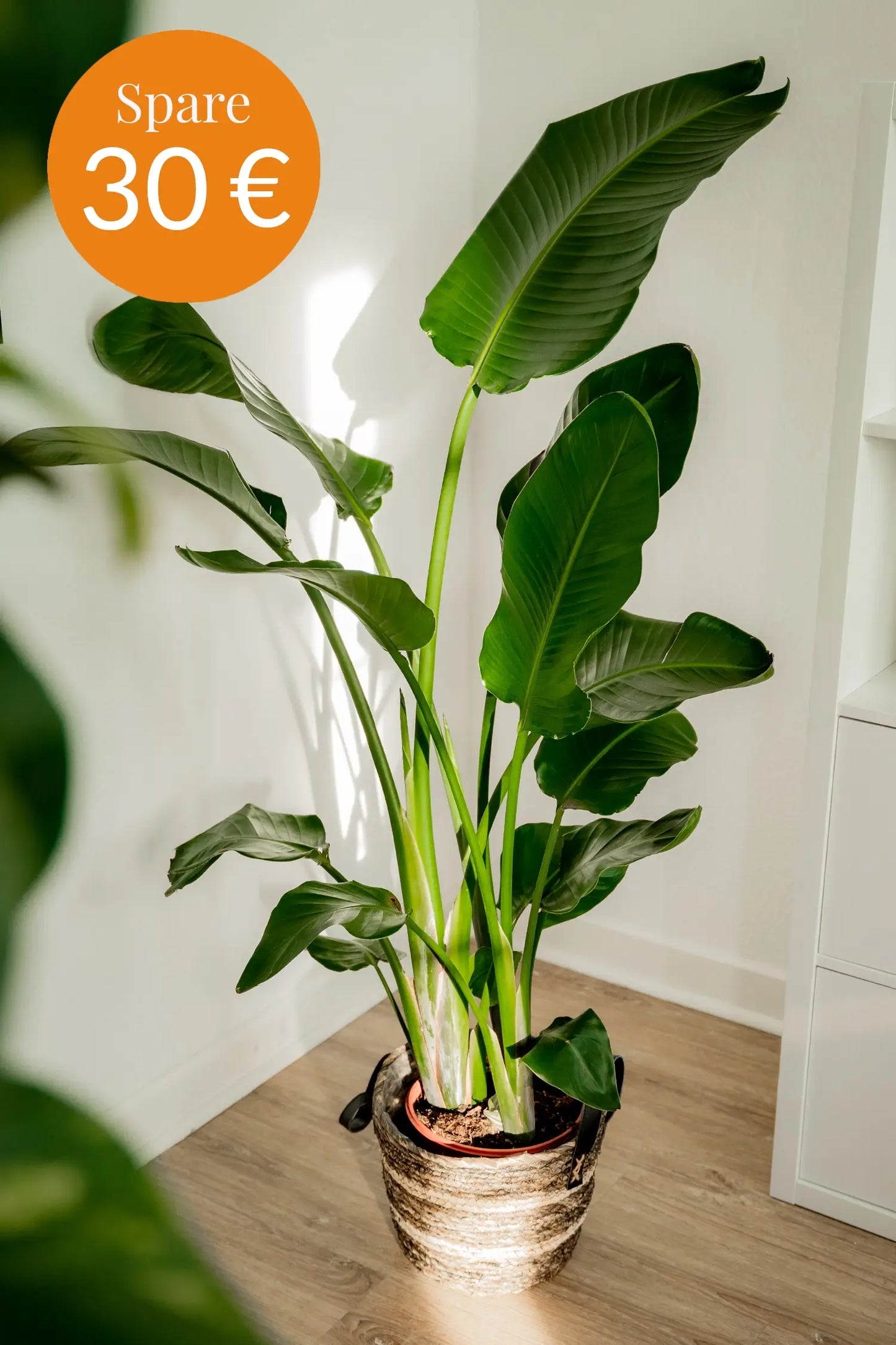 SPECIAL OFFER XXL Strelitzie 150-160cm