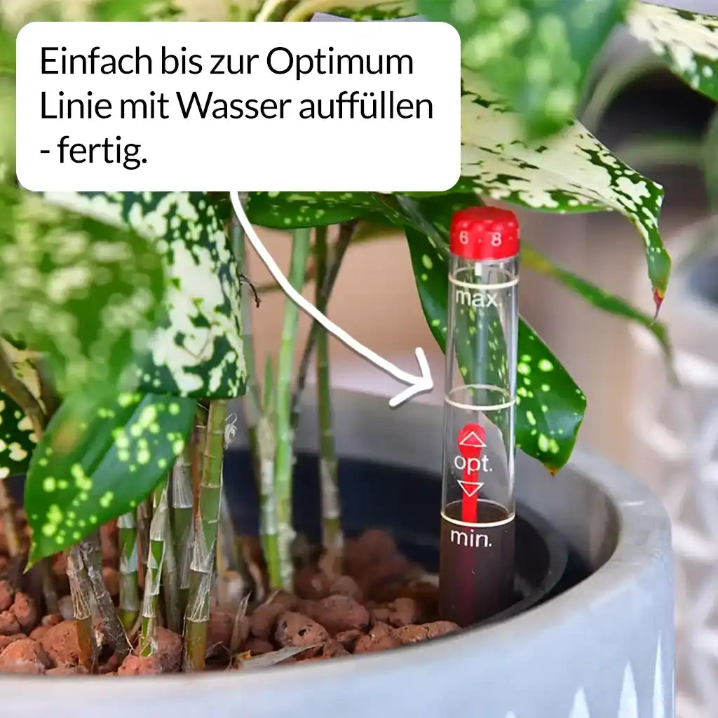 Palettenset Classico-Raumteiler: 6XL Büropflanzen in Hydrokultur