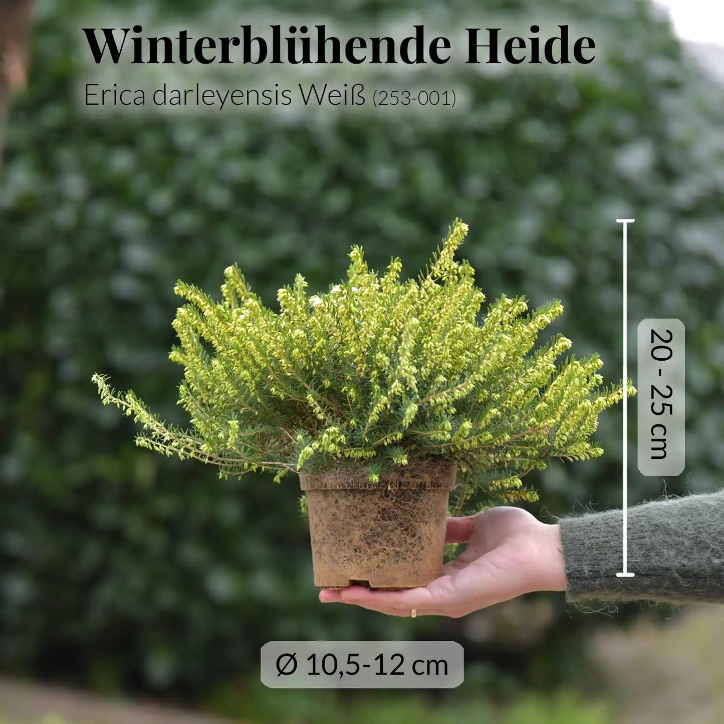 Heidekraut Erica in Weiß