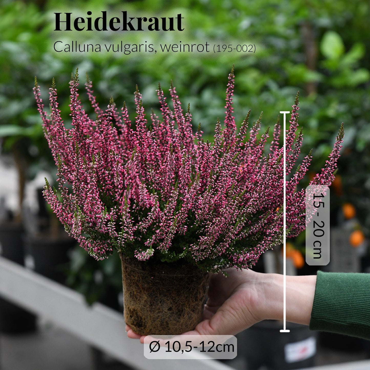 5er Box Weinrotes Heidekraut