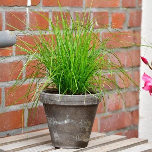 Katzengras (Cyperus zumula) Pflege und Tipps