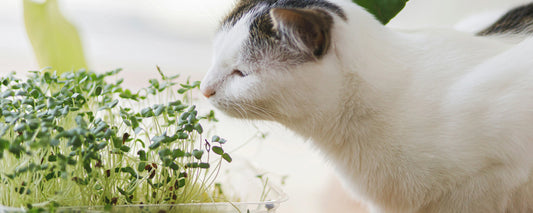 Nachhaltige Pflanzen treffen nachhaltiges Katzenfutter
