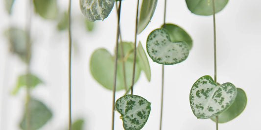 Leuchterblume (Ceropegia woodii) Pflegetipps