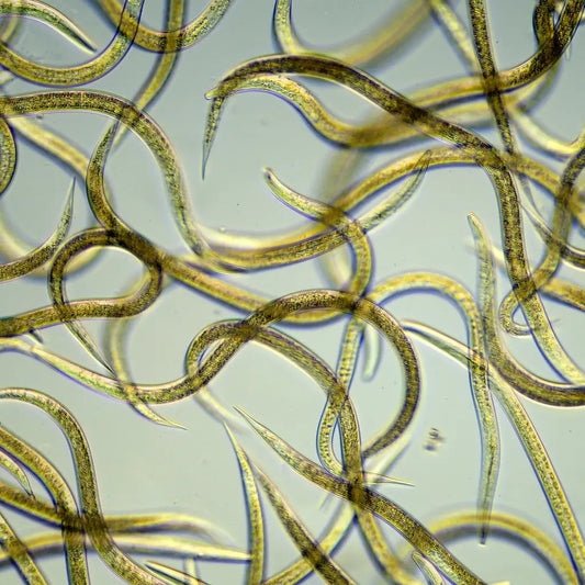 Nematoden zur Trauermücken-Bekämpfung kaufen