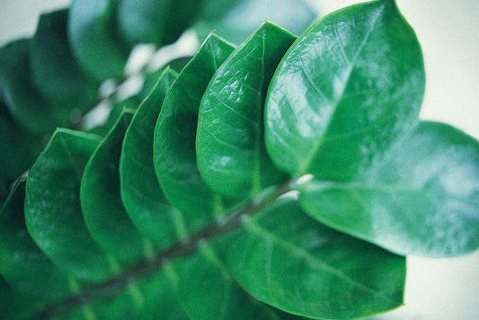 Zamioculcas - Glücksfeder