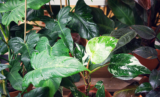 Philodendron - Baumfreund