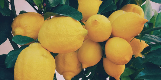 Zitronenbaum - Citrus Pflegetipps