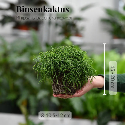 Frische Binsenkaktus Pflanze mit Wurzeln direkt beim Gärtner