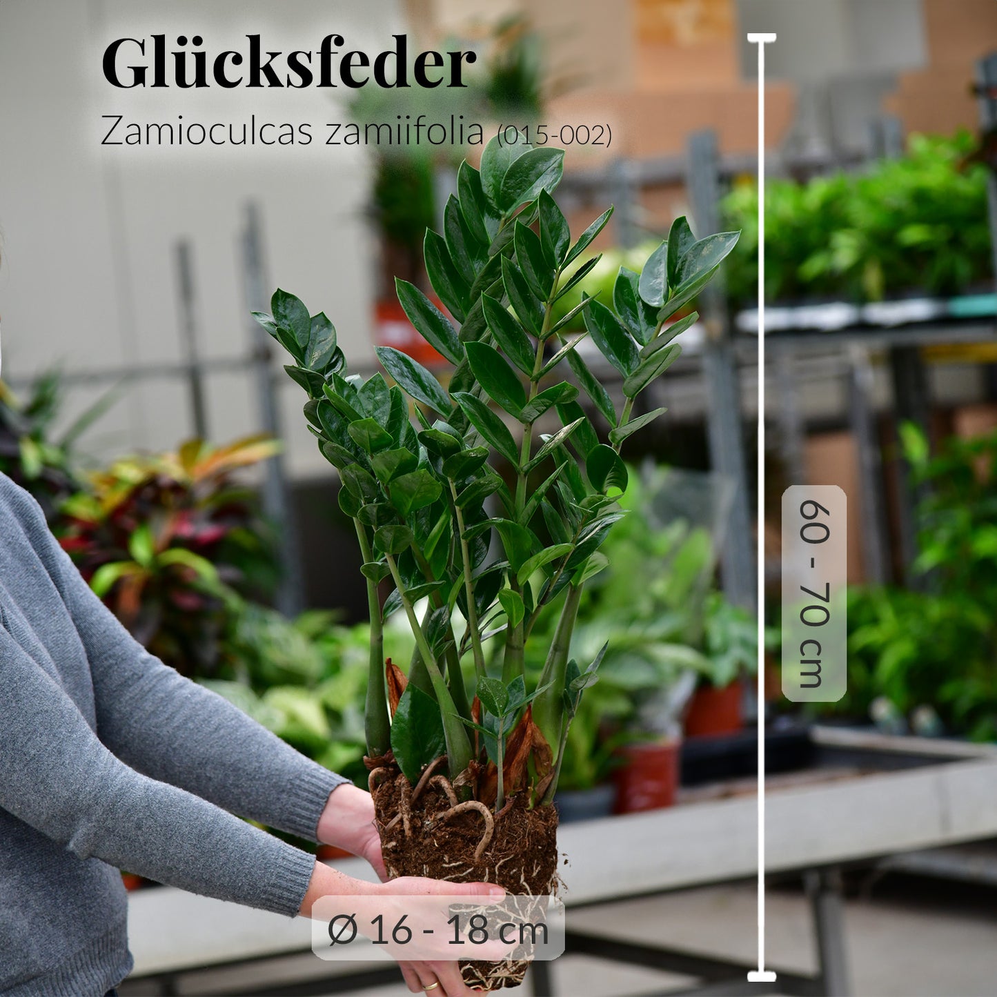 Mix & Match 6er Box Einsteiger Zimmerpflanzen