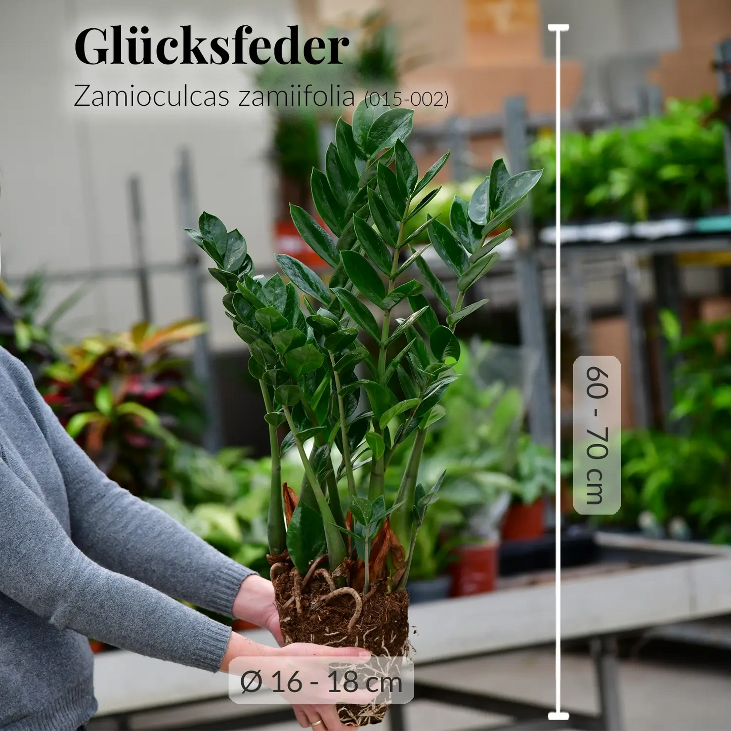 Zamioculcas Glücksfeder mit gesunden Wurzeln frisch beim Gärtner