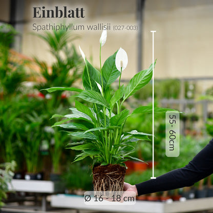 Einblatt No.17