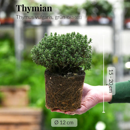 Thymianpflanze in Grün