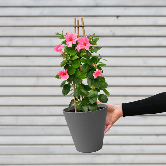 Mandevilla Rosa