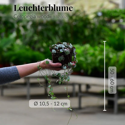 Leuchterblume mit frischen Wurzeln direkt beim Gärtner