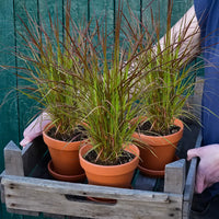3er Box Rotes Pennisetum Gras