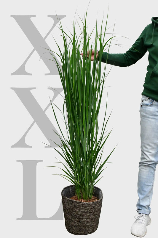 XXL Ruten Hirse Gras, 130-140cm