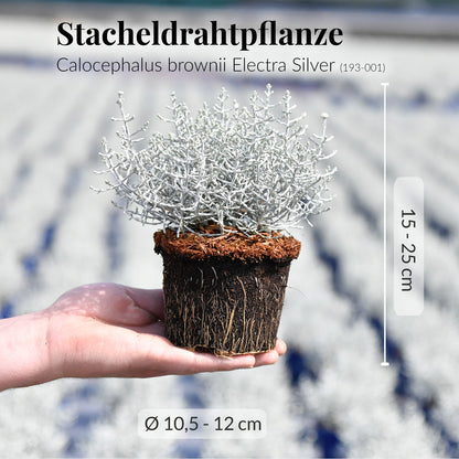 Stacheldrahtpflanze