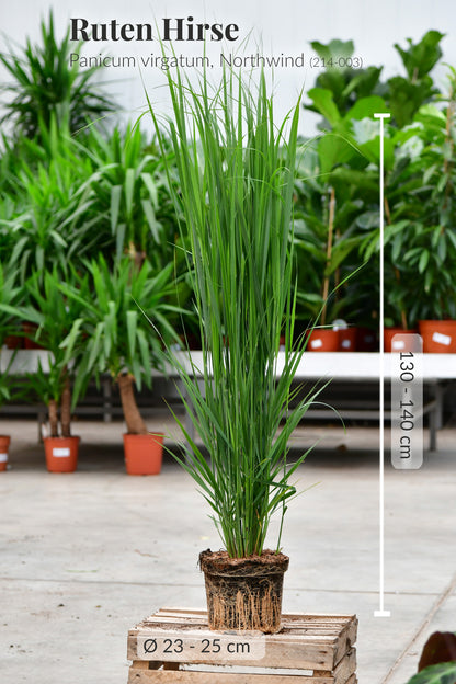 XXL Ruten Hirse Gras, 130-140cm