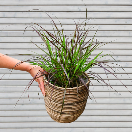 Pennisetum Advenum Rubrum Lampenputzer Gras frisch vom Gärtner kaufen