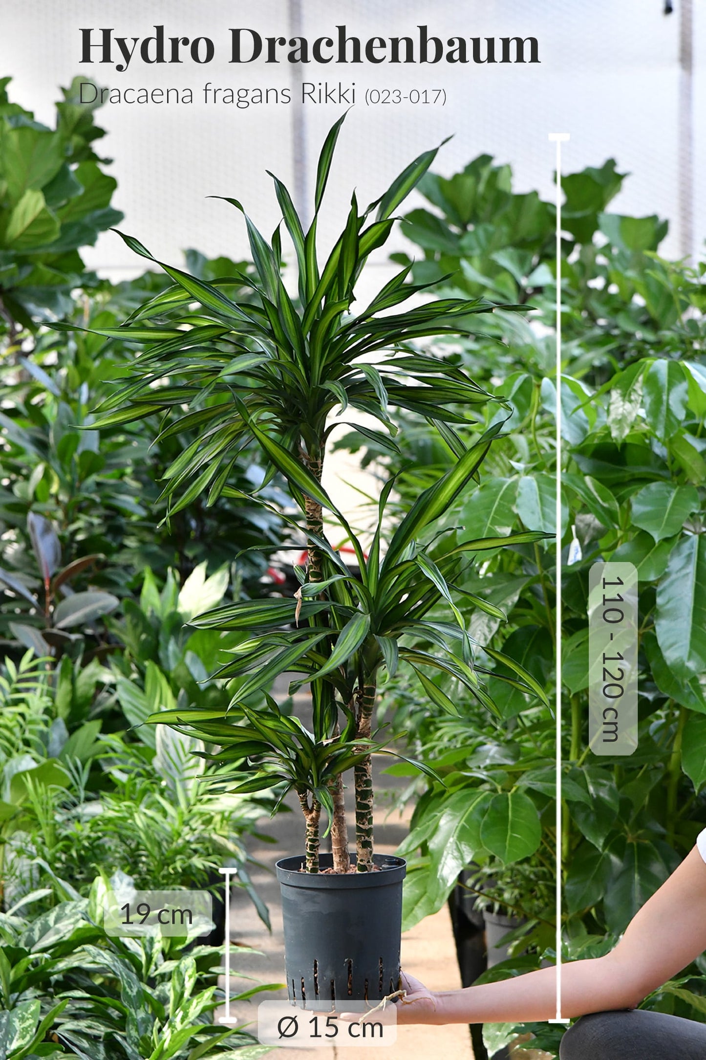 HYDRO SET XL Büropflanze Dracaena Rikki mit Vase Classico