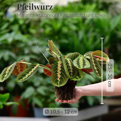 2er Box Marvelous Maranta´s