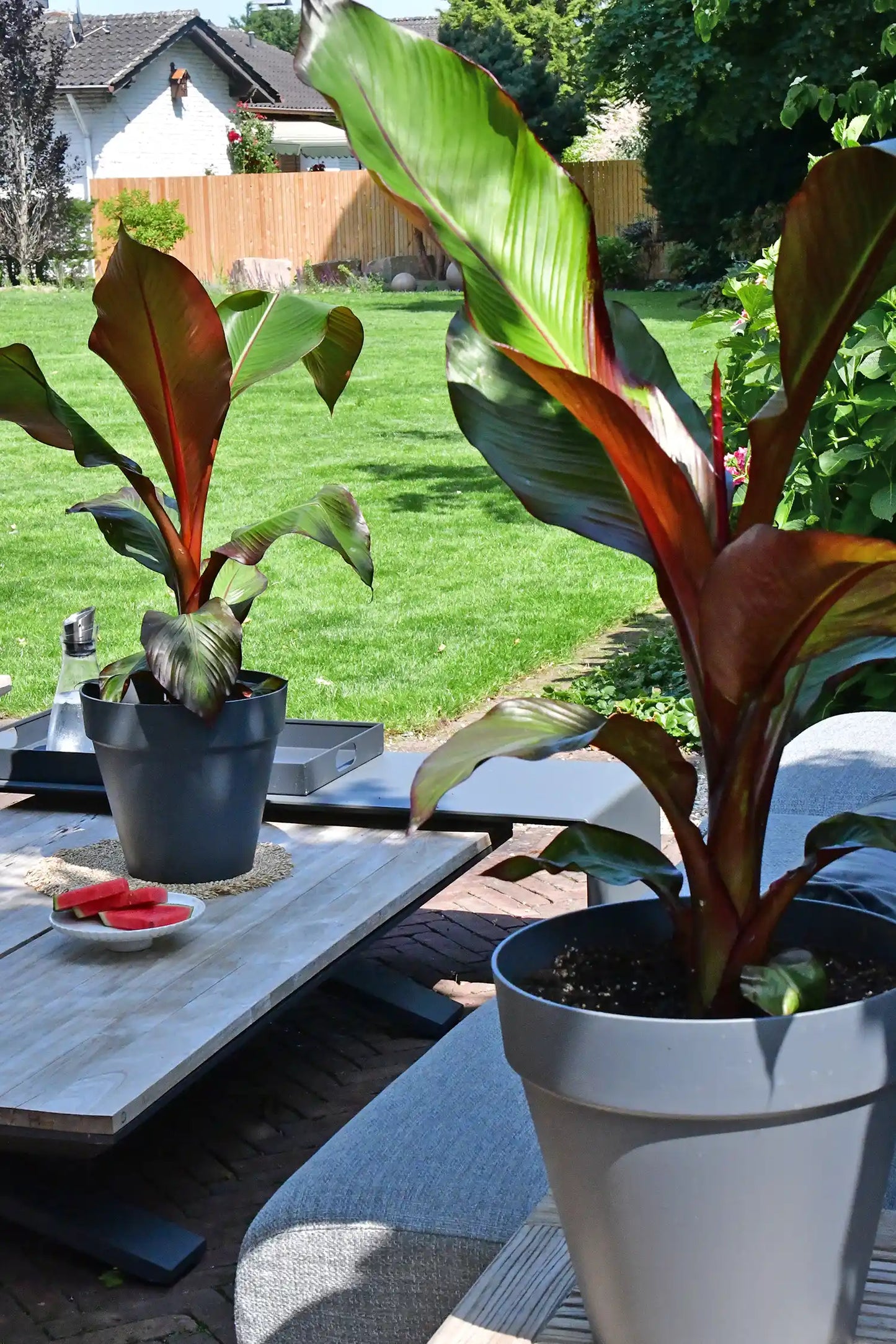 Rote Bananenpflanze mit Pflanzkübel