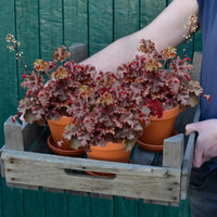 3er Box Bordeaux Purpurglöckchen
