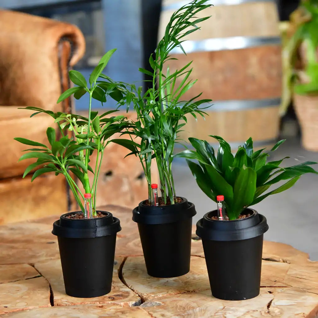 3er Set ggreeno®