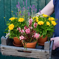 4er Box Bunte Bienenweide
