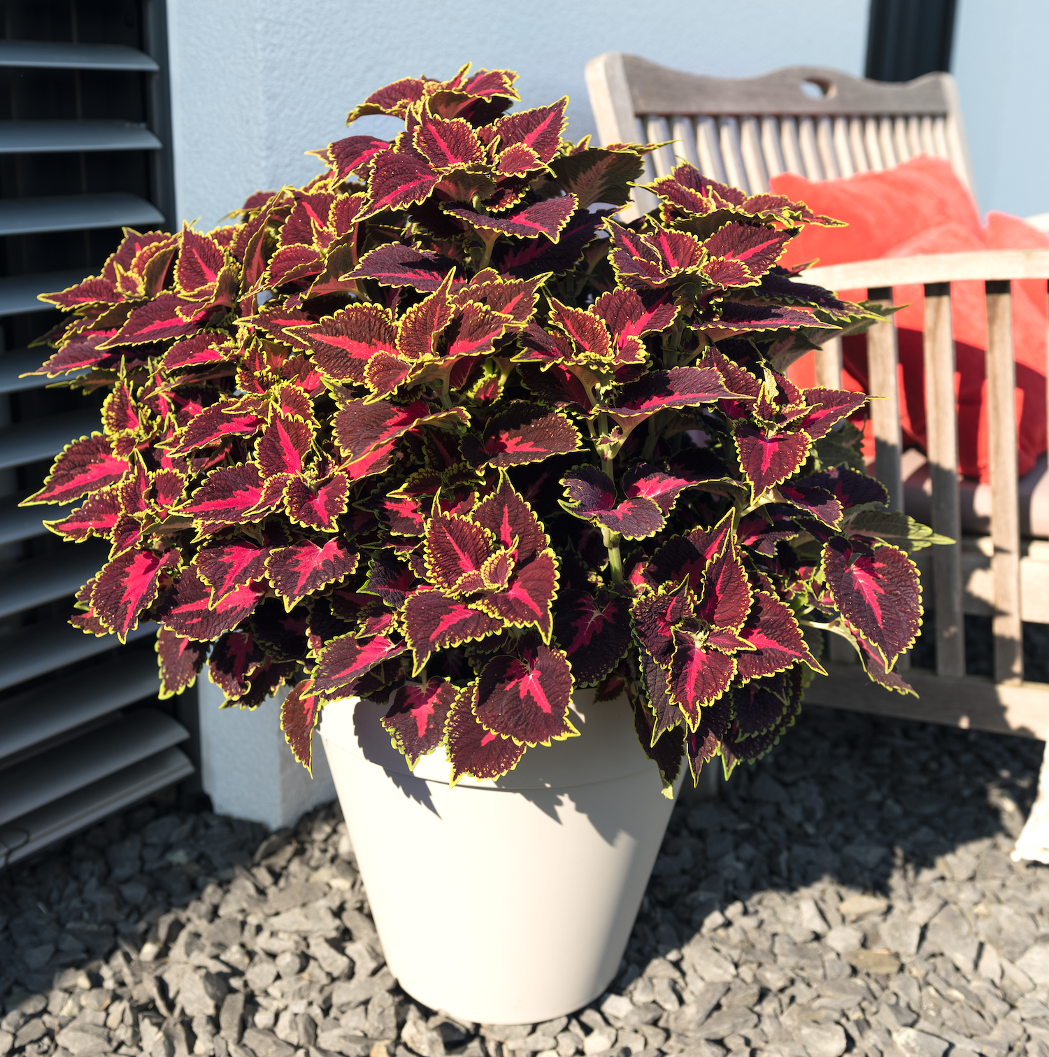 Großer Kübel mit Coleus Pflanze