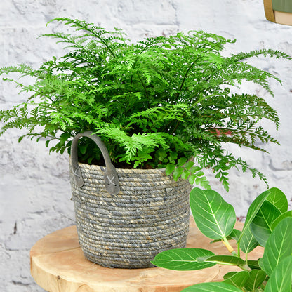 Nestfarn Asplenium parvati Zimmerpflanze im Bastkorb