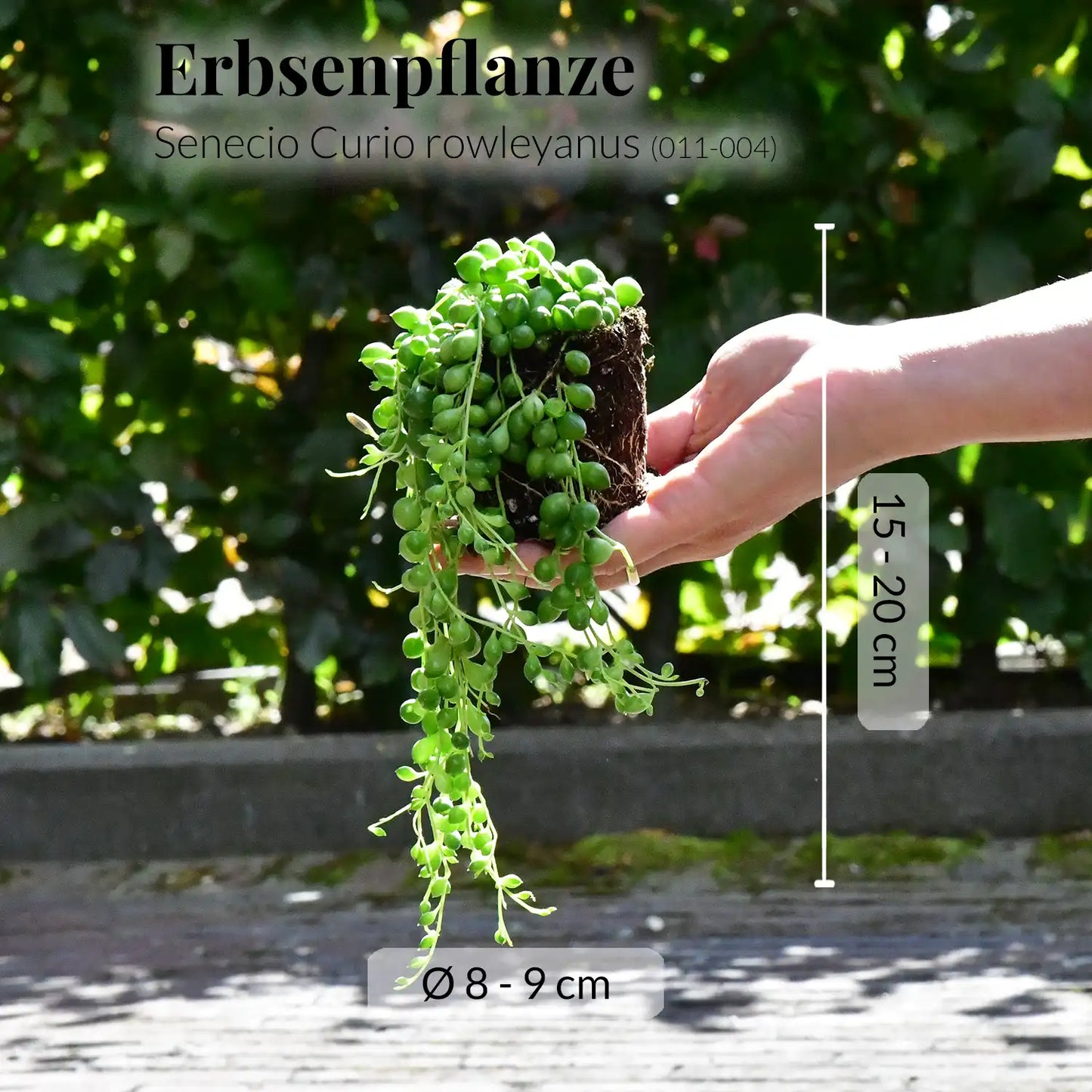 Mix & Match Super Easy Babypflanzen