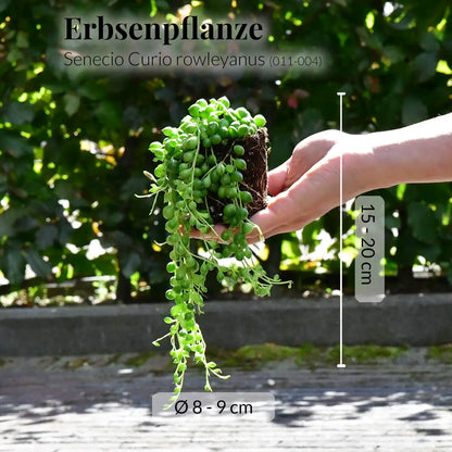 Mix & Match Super Easy Babypflanzen
