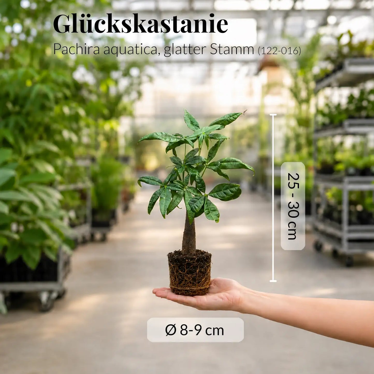 Mix & Match Tierfreundliche Babypflanzen