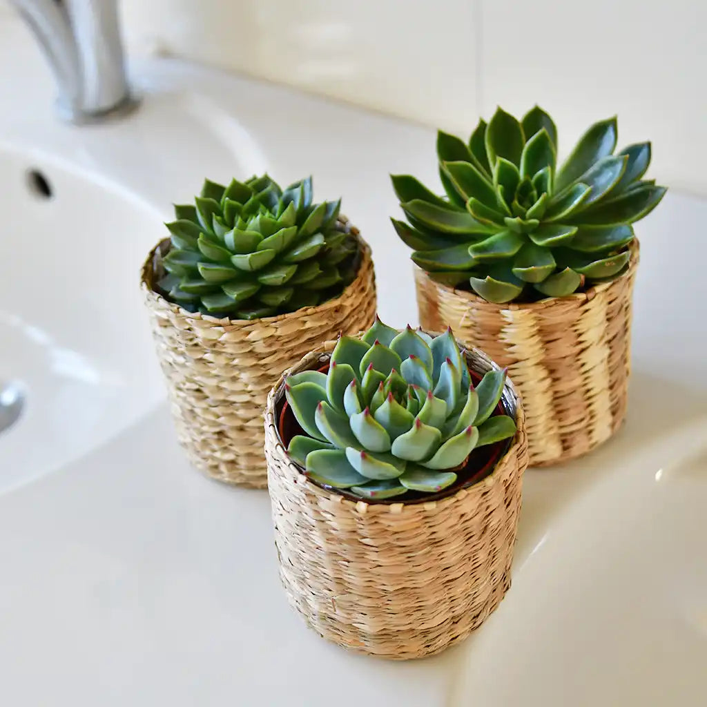 Mix & Match Super Easy Babypflanzen