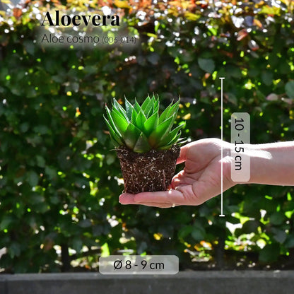 Mix & Match Super Easy Babypflanzen
