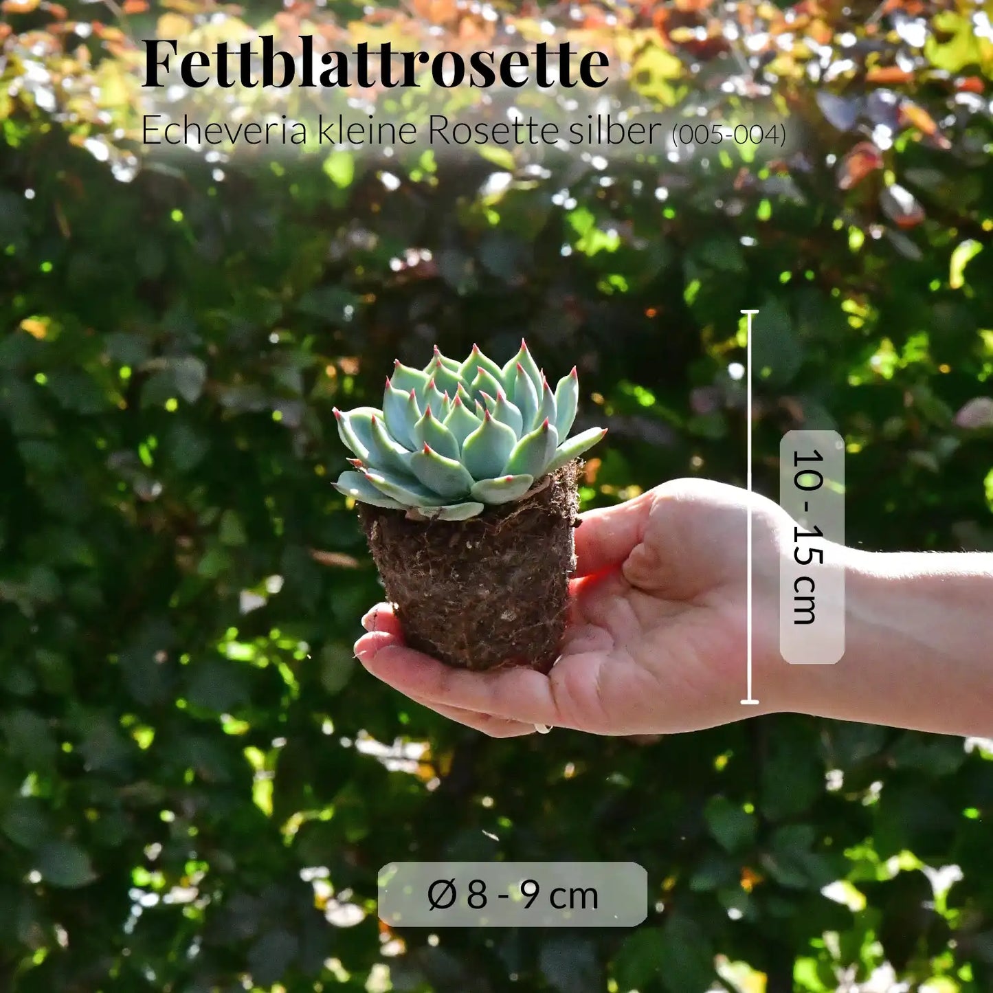 Mix & Match Super Easy Babypflanzen