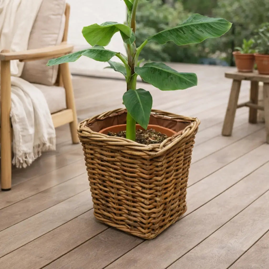 Bananenpflanze im Rattankorb auf der Terasse