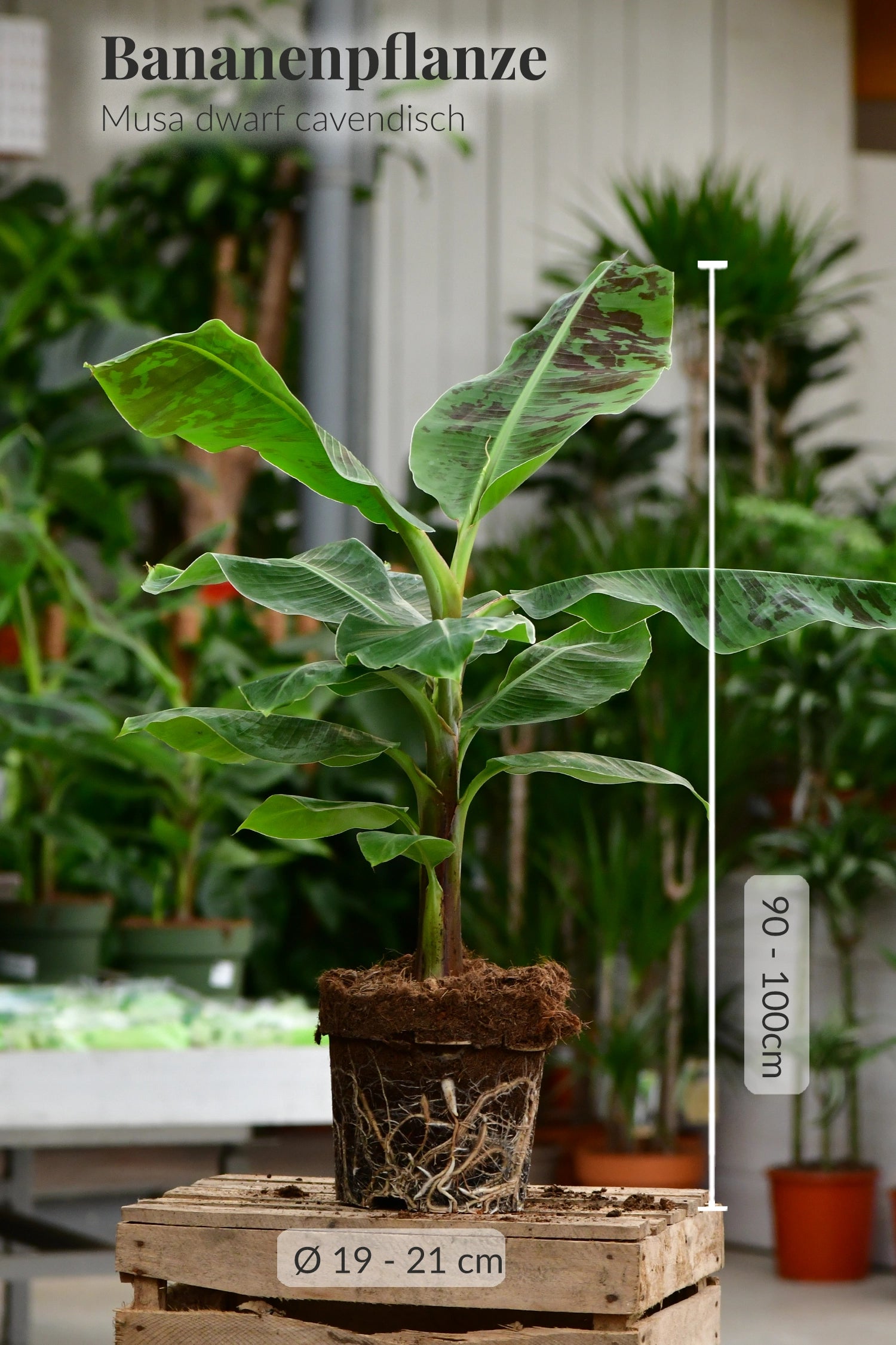 Große Bananenpflanze bis 100cm hoch