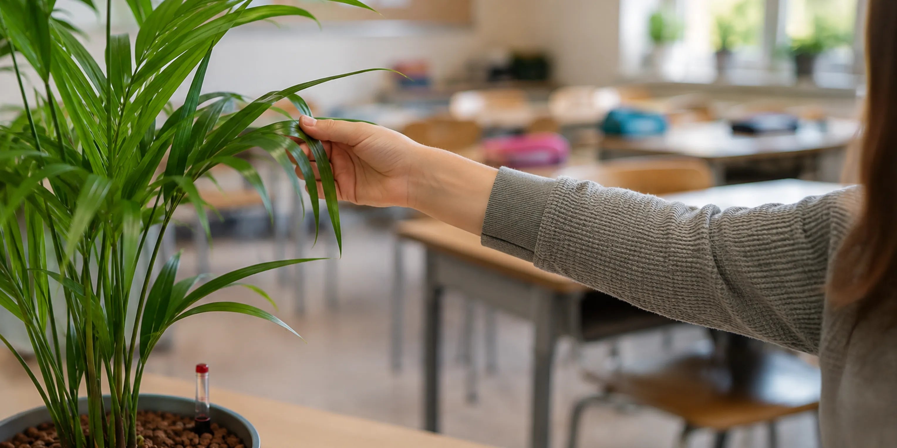Kind mit Goldfruchtpalme in der Schule, Pflanzkonzept für Schulklassen