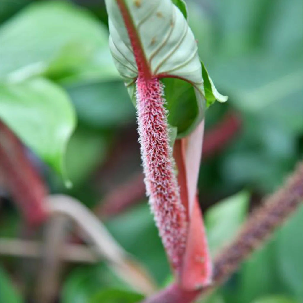 Nahaufnahme des Stils eines Philodendron Hairy Squami