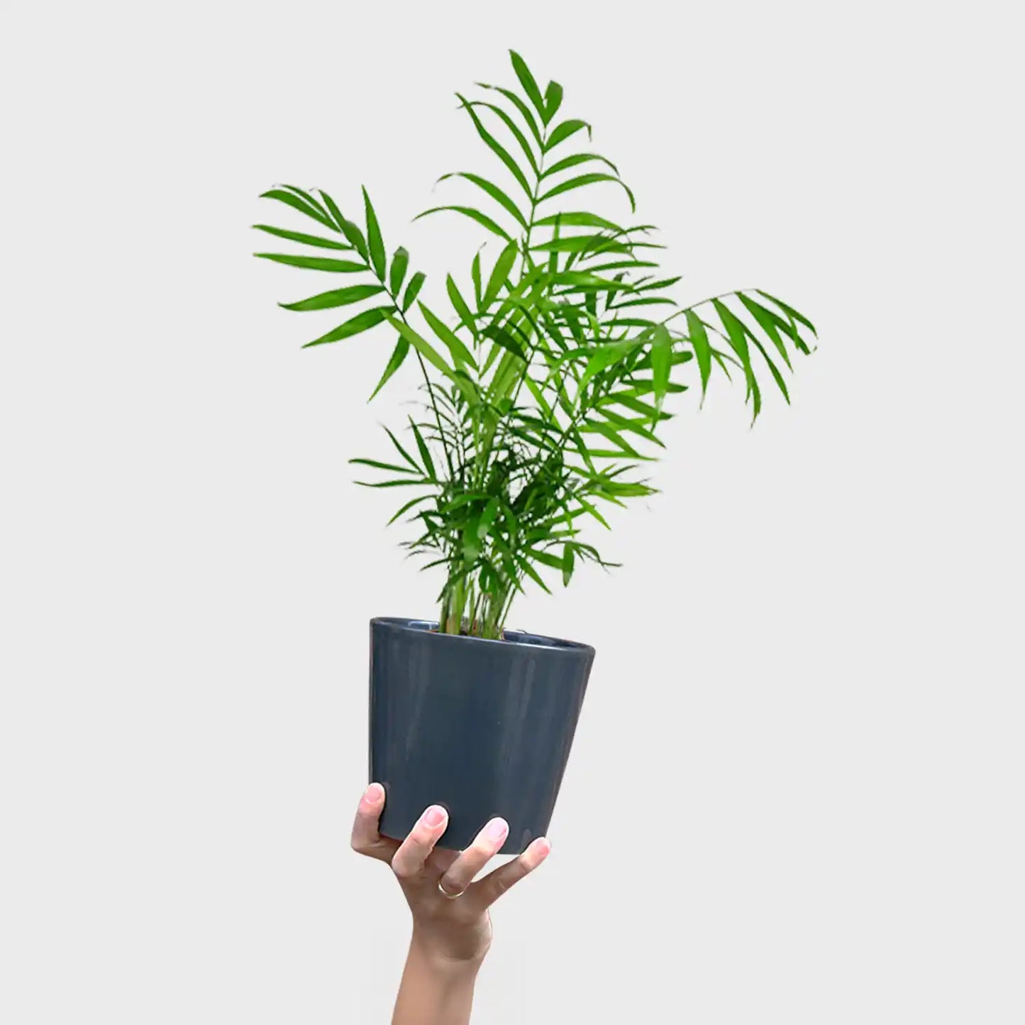 Bergpalme in S