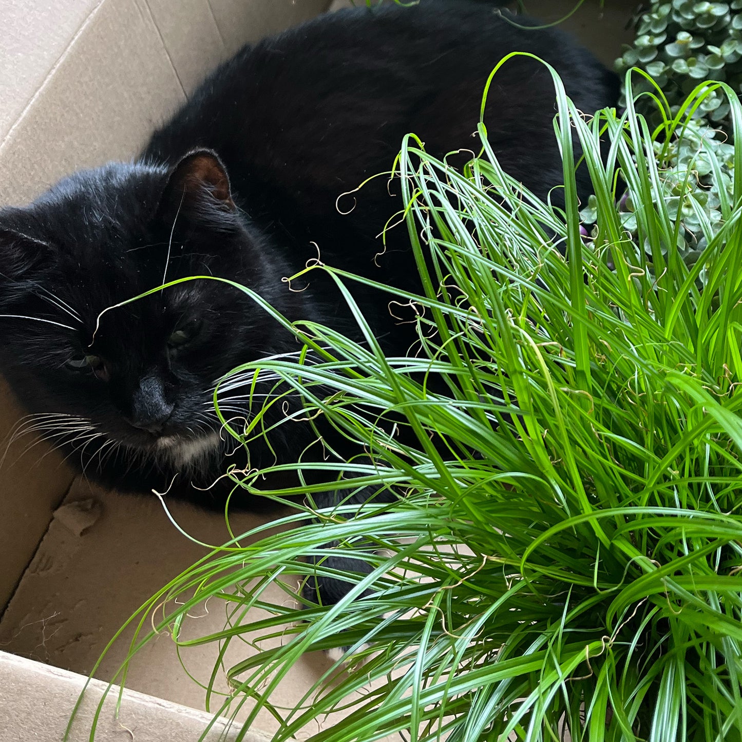 3er Katzengras Box