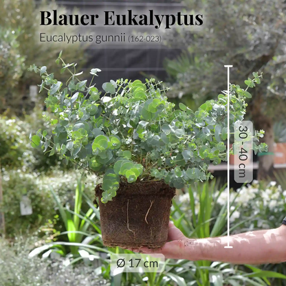 6er Zitronenbaum Mix für XL Palette